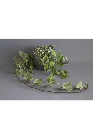 Hedera Helix Goldchild Sarkıcı Sarıcı Bitki ürün görseli 1