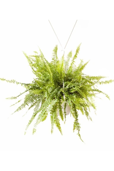 Nephrolepis Fujer Aşk Merdiveni Askılı 18cm Ø - Sarkan Bitki ürün görseli 1