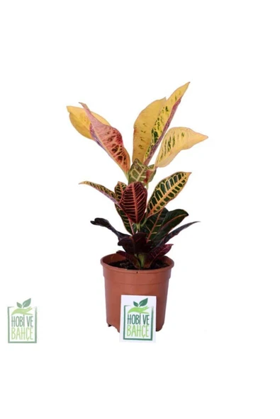 Kraton Çiçeği - Croton Petra - Bitki Boyu 30-40 Cm ürün görseli 1