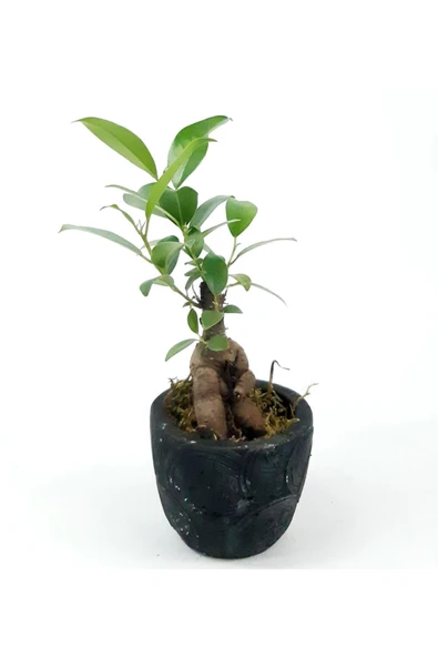 Para Desenli Siyah Saksıda Ficus Bonsai Bitkisi ürün görseli 1