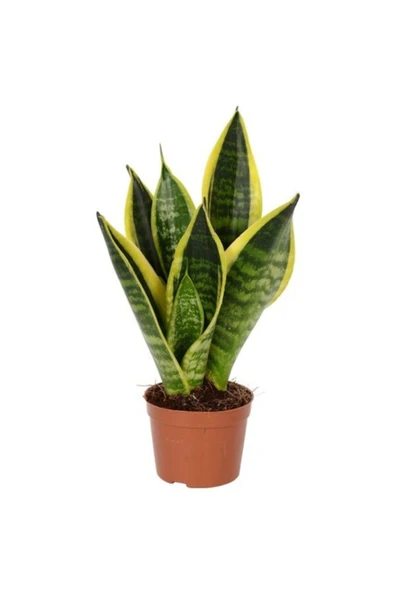 Paşa Kılıcı Mini 30-40cm Peygamber Kılıcı ürün görseli 1