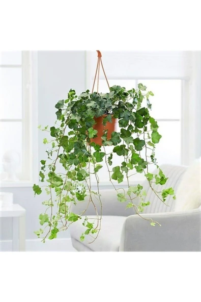 Askılı Sarmaşık Hedera Helix 30 cm ürün görseli 1