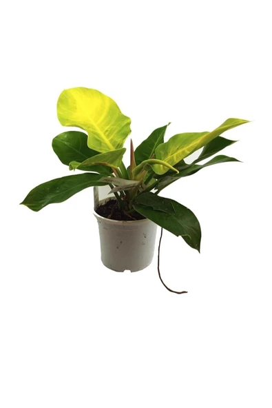 Philodendron Moonlight (17 Cm Saksıda) ürün görseli 1