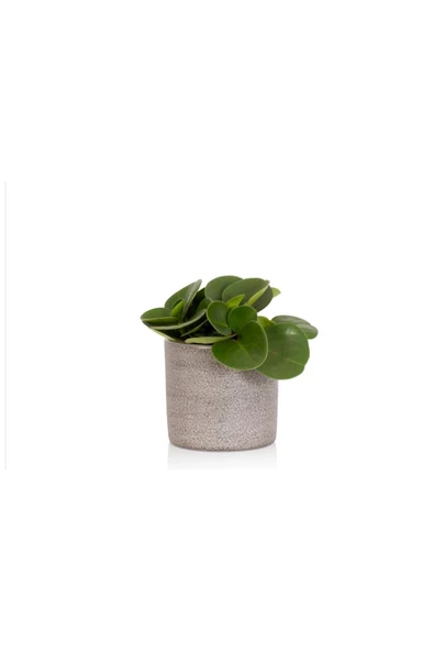 Peperomia Obtusifolia 10.5 Seramik Saksıda ürün görseli 1