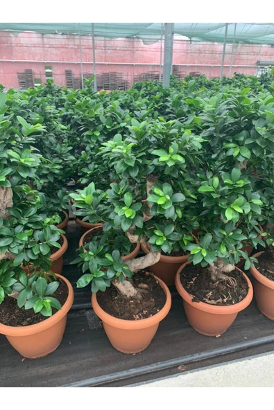 Bonsai Ficus Ginseng S Gövde 110-120 Cm Bonsai S Gövde ürün görseli 1