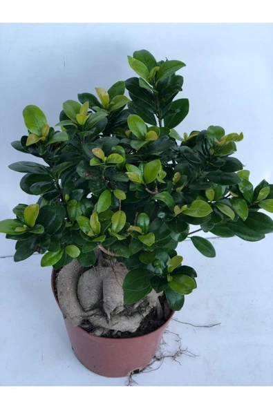 Ficus Bonsai İthal 100 gr - Resim 3
