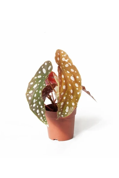 Begonia Maculata | Çilli Begonya (ıthal) 7cm Ø H:10 ürün görseli 1