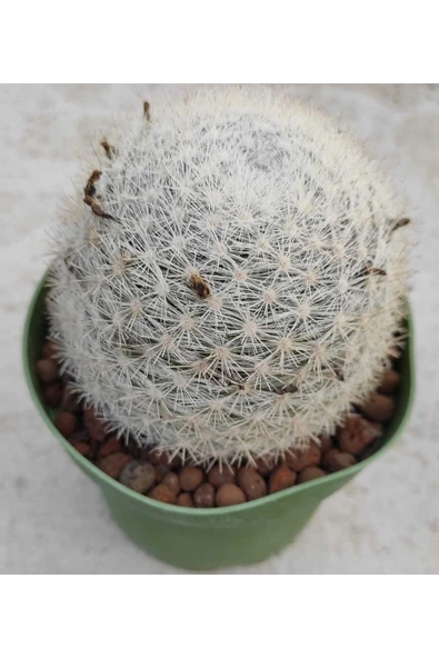 Mammillaria Microthele ürün görseli 1
