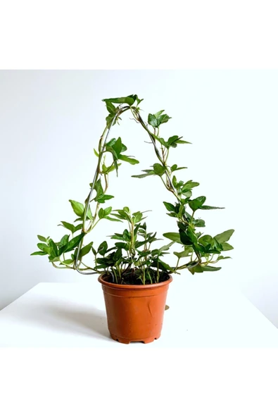 Yeşil Hedera Helix Sarmaşık Bitkisi 27 cm ürün görseli 1