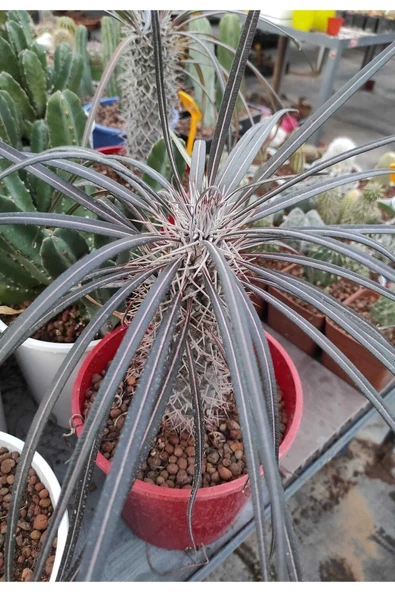 Madagaskar Palmiyesi-- 16 Cm Saksıda ürün görseli 1