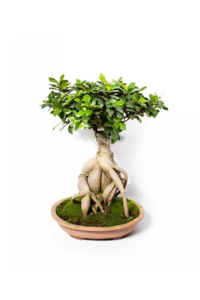 Ficus Ginseng Bonsai - Adam Ağaç - Ev Ofis Salon Iç Mekan Bitkisi - Ø:35 cm - H:70 cm ürün görseli 1