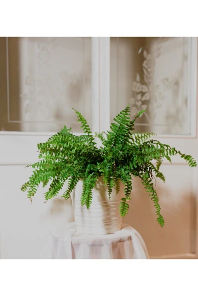 Nephrolepis // Aşk Merdiveni ürün görseli 1
