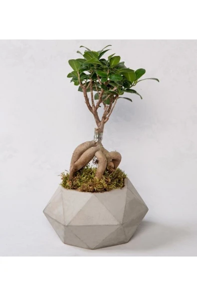 Beton Saksıda Ficus Ginseng Bonsai ürün görseli 1
