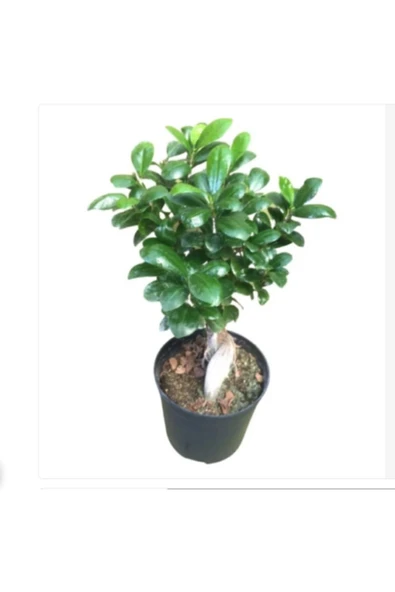 Bonsaii Ficus Microcarpa Bonsai 30-40 Cm ürün görseli 1