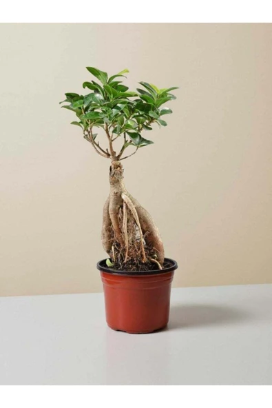 Bonsai Ficus Ginseng ürün görseli 1