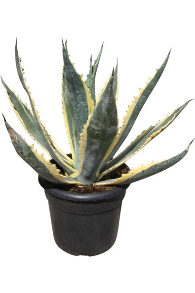 Alacalı Agave Americana Sabır Bitkisi ürün görseli 1