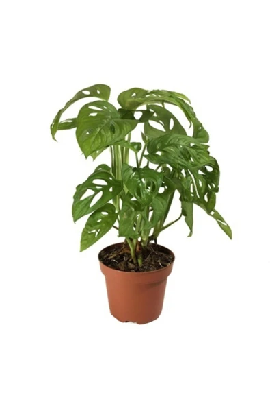 Monstera Adansonii-monkey Mask-ithal-40cm ürün görseli 1