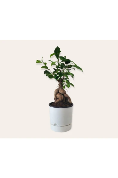 Bonsai ( Ficus Ging Seng) 30 Cm - Resim 5