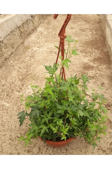 Hedera Helix Askılı Sarmaşık ürün görseli 1