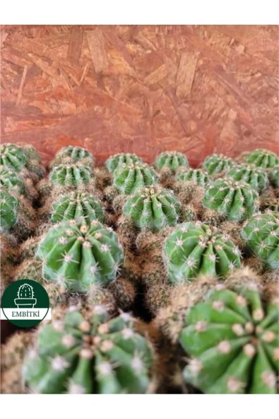 Kaynana Topuzu -echinopsis- Çiçek Açar - Resim 7