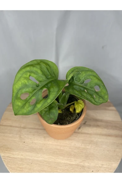 Monstera Adansonii - Resim 3