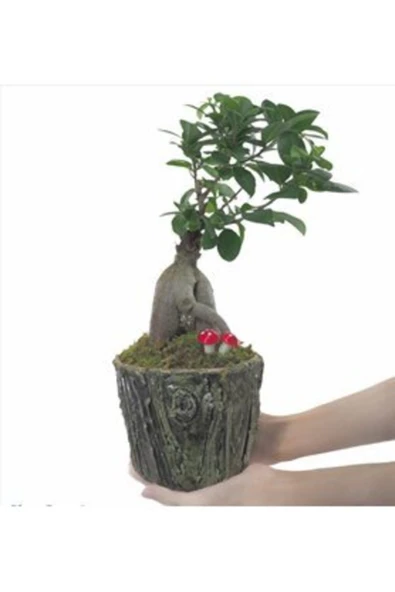 Ficus Ginseng Bonsai & Odunsu Muds Beton Saksıda Hediyelik Canlı Çiçek ürün görseli 1