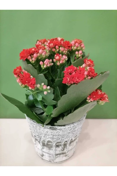 Dekoratif Retro Desenli Seramik Saksıda Kırmızı Renk Kalanchoe ürün görseli 1