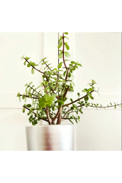 Portulacaria Afra / Para Ağacı Toprak Saksı - Resim 2