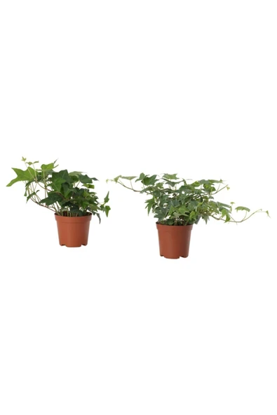 Hedera Helix - Bebek Orman Sarmaşığı Ev Ve Ofis Bitkisi ürün görseli 1