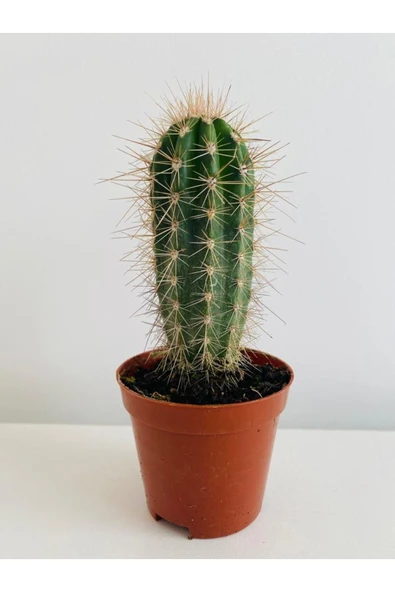 gymnocalycium kaktus Gymnocalycium mihanovichii variegata