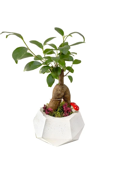 Beyaz Beton Geometrik Saksıda Mini Ficus Ginseng Bonsai ürün görseli 1