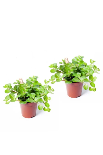 Peperomia Rotundifolia - Set 2 Adet Zümrüt Dalgası Çiçeği Mini - Ev Ofis Salon Iç Mekan Bitkisi ürün görseli 1