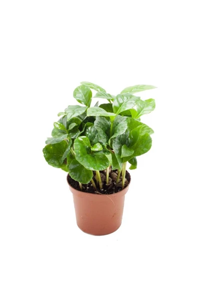 Coffea Arabica | Kahve Çiçegi (ıthal) 6cm Ø H:25 ürün görseli 1