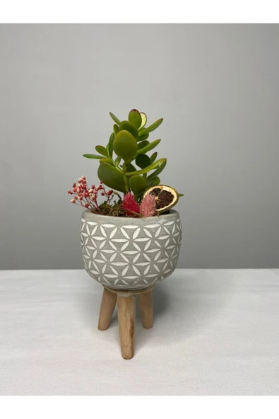 Ayaklı Saksıda Crassula Tasarım - Para Çiçeği ürün görseli 1