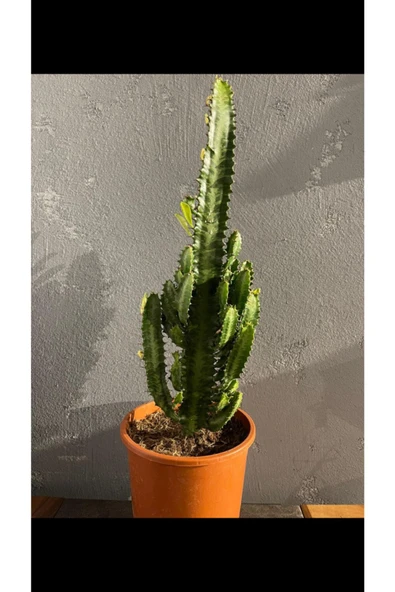 Euphorbia Trigona Green ürün görseli 1