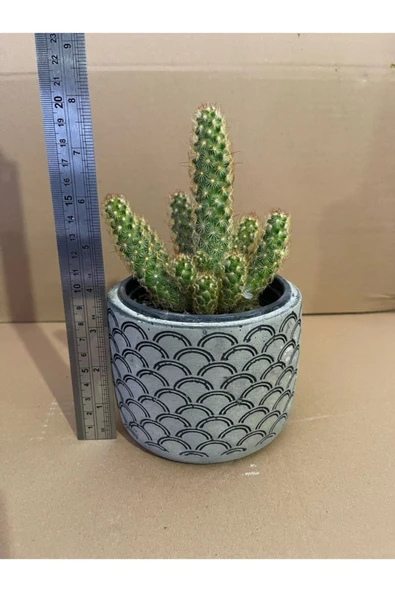 PTTAVM: Mammillaria Elongata 12*9 Cm Beton Saksda Radyasyon Emici Kakts-ev  Ofis I Mekan Bitkisi