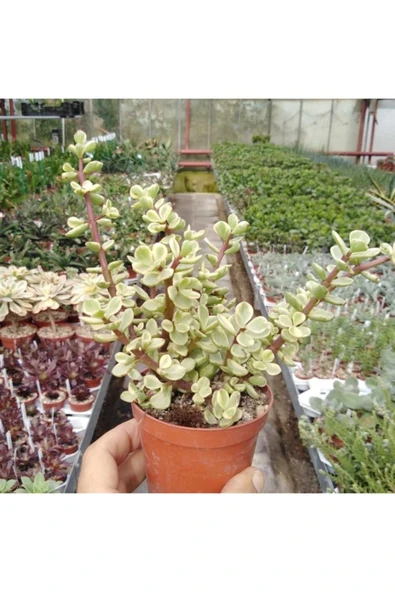 Portulacaria Afra Variegata Para Ağacı Renkli ürün görseli 1