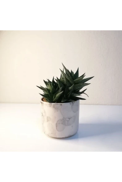 Haworthia Limifolia Beyaz Seramik Saksılı ürün görseli 1