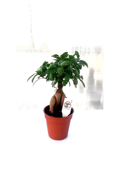Kahverengi Saksıda Ficus Gignseng Bonsai 30-40 cm ürün görseli 1