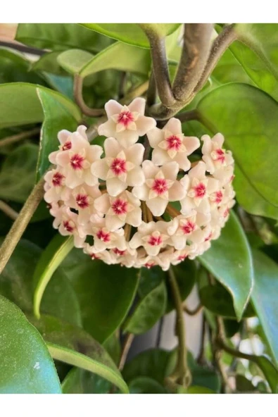 Mum Çiçeği Beyaz Renk (hoya Carnosa) Kokulu 1.kalite ürün görseli 1