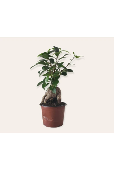 Bonsai ( Ficus Ging Seng) 30 Cm - Resim 2