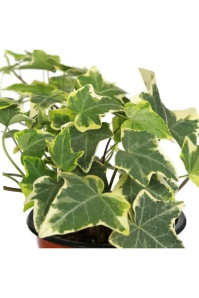 Hedera Helix Saksı Çap 8,5 Cm Mini Ofis Bitkisi Ev Bitkisi - Resim 2