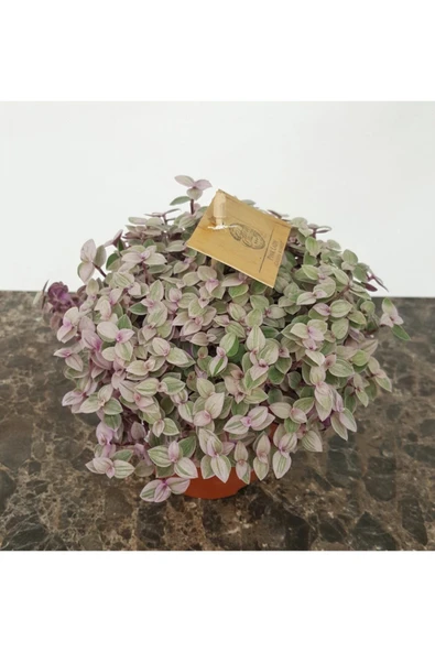 Callisia Rosato Pink Lady Ithal Özel Tür ürün görseli 1