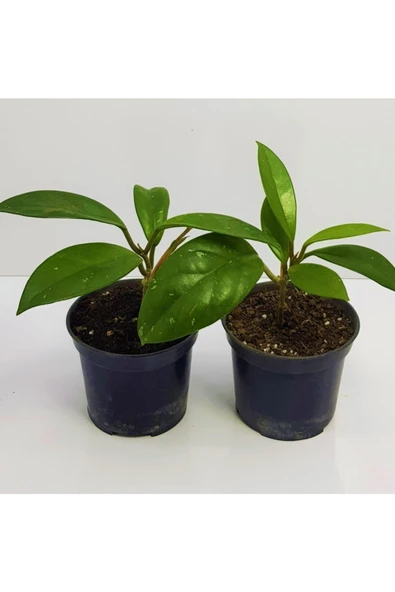 Mum Çiçeği Fidesi Hoya Carnosa Kokulu 9cm Saksıda 2 Adet ürün görseli 1