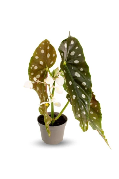 Begonia Maculata - Çilli Begonya Mini - Ev Ofis Salon Iç Mekan Bitkisi - Baby ürün görseli 1