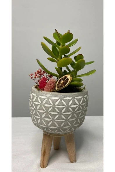 Ayaklı Saksıda Crassula Tasarım - Para Çiçeği - Resim 2