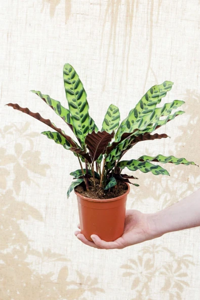 Calathea Lancifolia 'rattlesnake' - Dua Çiçeği Kaladya - Ev Ofis Salon Iç Mekan Bitkisi - 40 Cm ürün görseli 1
