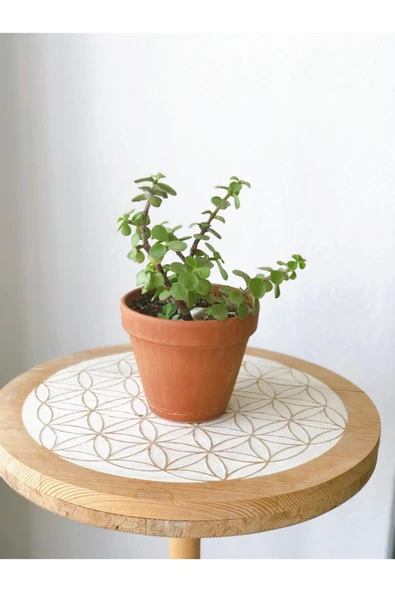 Portulacaria Afra Para Bitkisi ürün görseli 1
