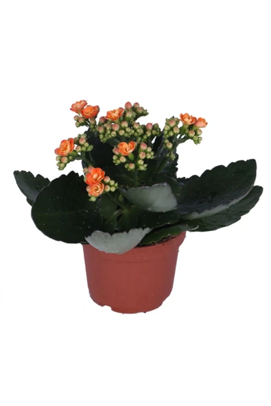 Kalanchoe - Kalanşo Çiçeği - Turuncu Renk ürün görseli 1