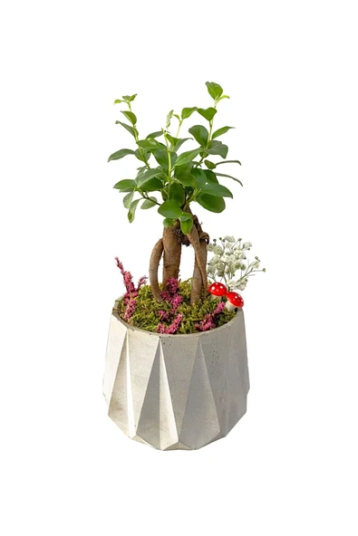 Beton Prizma Saksıda Mini Ficus Ginseng Bonsai ürün görseli 1
